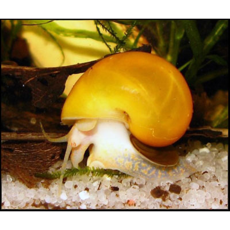 Pomacea diffusa (Ampulária amarela) 5 unidades