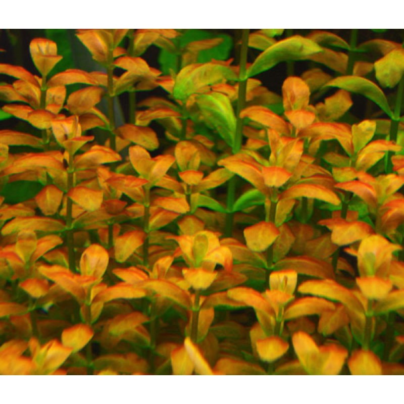 Bacopa sp. 'Red' 20 maços