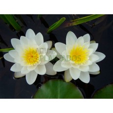 Nymphaea alba