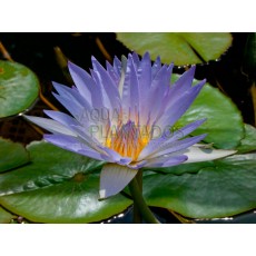 Nymphaea caerulea