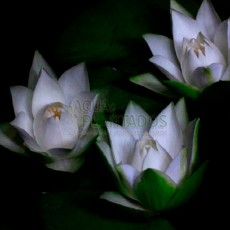 Nymphaea jamesoniana