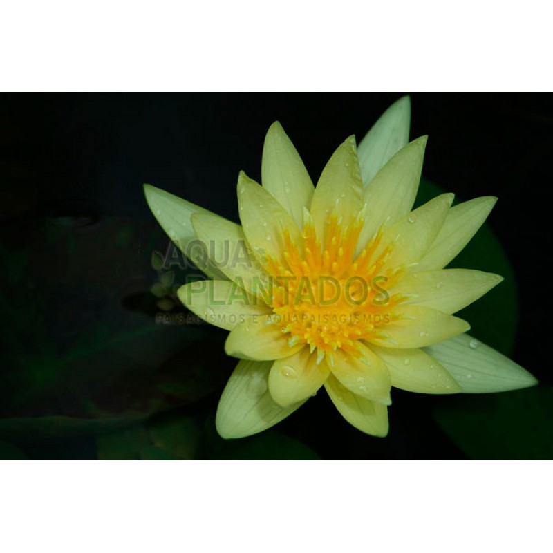 Nymphaea mexicana (Yellow waterlily)