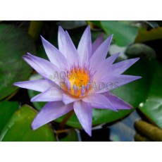 Nymphaea micrantha