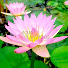 Nymphaea 'Pink Sensation'