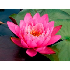 Nymphaea 'Queen of Siam'