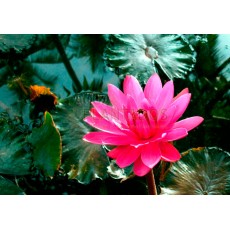 Nymphaea sp. 'Rubra'