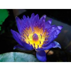 Nymphaea 'Tina'