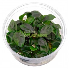 Anubias barteri var. nana 20 porções