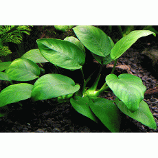 Anubias barteri var. nana