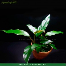 Anubias sp. 'Gabon'