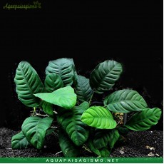 Anubias barteri var. Coffeefolia