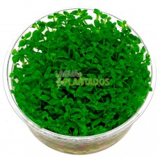 Bacopa australis 20 maços