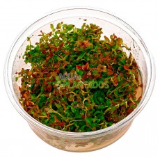 Bacopa sp. 'Red' 20 maços