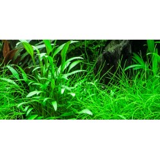 Cryptocoryne x willisii 'Lucens'