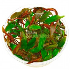 Cryptocoryne beckettii 20 maços