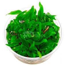 Cryptocoryne walkeri 20 maços