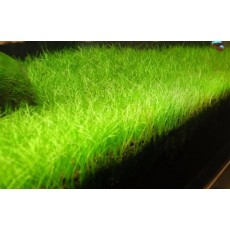 Eleocharis minima