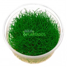 Eleocharis parvula 20 maços