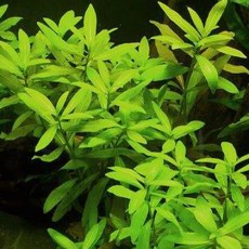 Hygrophila polysperma