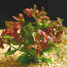 Hygrophila polysperma 'Rosanervig'