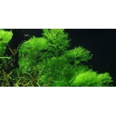 Limnophila aquatica