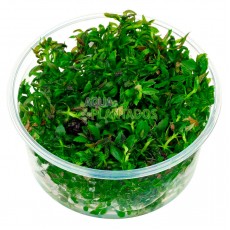 Limnophila aromatica 20 maços (INDISPONÍVEL) 