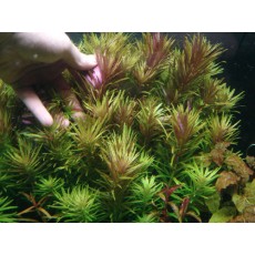 Limnophila aromatica (INDISPONÍVEL)