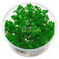 Limnophila sessiliflora 20 maços