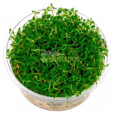 Ludwigia arcuata 20 maços