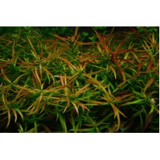 Ludwigia brevipes