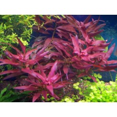 Ludwigia glandulosa