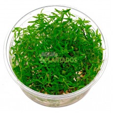 Ludwigia inclinata var. verticillata 'Cuba' 20 maços