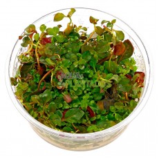 Ludwigia repens 'Rubin' 20 maços