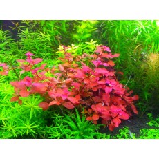 Ludwigia sp. 'Red'