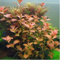 Ludwigia ovalis