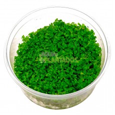 Micranthemum umbrosum 20 maços