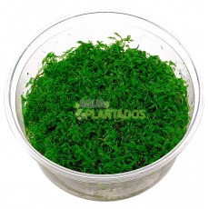 Myriophyllum brasiliense 20 maços