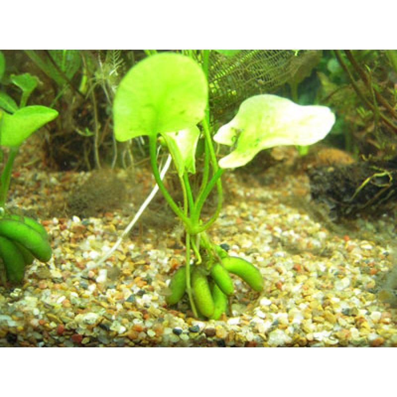 Nymphoides aquatica (Banana de aquário)