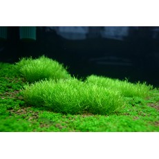 Riccia fluitans (Indisponível)