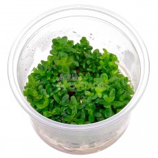 Rotala indica 20 maços