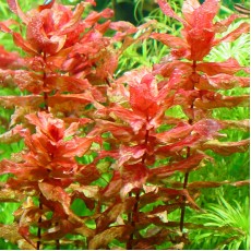 Rotala macrandra