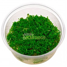 Rotala rotundifolia 20 maços