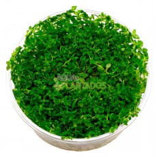 Rotala sp. 'Green' 20 maços