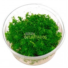 Rotala sp. 'Nanjenshan' 20 maços