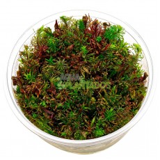 Rotala sp. 'Vietnan' 20 maços