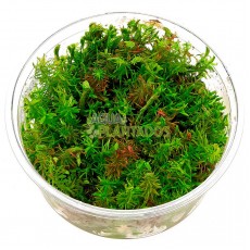 Rotala wallichii 20 maços