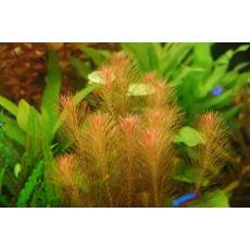 Rotala wallichii