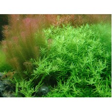 Rotala sp. 'Green'