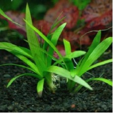 Sagittaria platyphylla