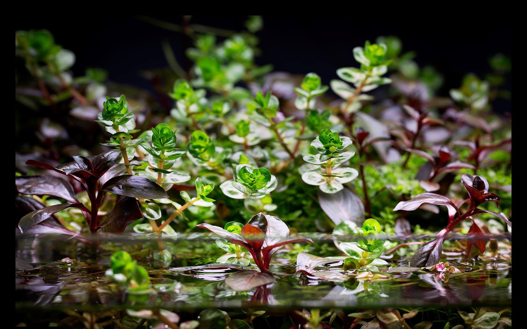 Planta de aquario emersa x imersa